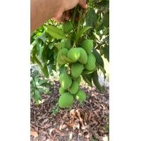 ราคา มะม่วงเบาสด 1กิโลกรัม (17850623610)