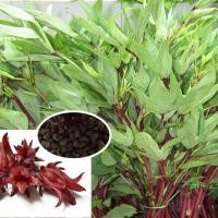 ราคา ซื้อ3 แถม1 กระเจี๊ยบแดงพันธุ์ซูดาน ดอกใหญ่ บรรจุ 300 เมล็ด ซอง ดอกโตสีแดงเข้ม กินใบได้ ดอกสด แห้ง ต้มทำน้ำกระเจี๊ยบ ทำไวน์ได้ (13333996830)