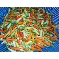 ราคา ซื้อ3แถม1 เมล็ดพันธุ์พริกกะเหรียงกาญจนบุรี ดกมาก พริกส้มสั้น ซอง200เมล็ด ซอง อัตราการงอก 90 ปลูกครั้งเดียวเก็บได้1 2 ปี (21788116122)