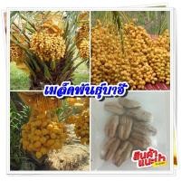 ราคา เมล็ดพันธุ์อินทผาลัม พันธุ์บาฮี เพาะเนิ้อเยื่อ ทานผลสด จำนวน 10 เม็ด ซอง มีคูมือการเพาะปลูก (12430806716)