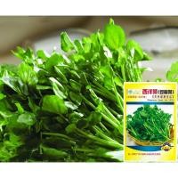 ราคา เมล็ดวอเตอร์เครสแท้ 1000 เมล็ด ผักน้ำเบตง Watercress ไม่ใช่ผักเป็ดญี่ปุ่น (21461795976)