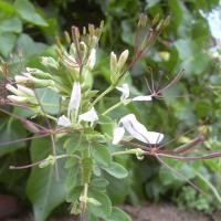ราคา 300 เมล็ด ผักเสี้ยน ผักเสี้ยนขาว ผักส้มเสี้ยน ผักเสี้ยนผีจีน Cleome gynandra L (21916396663)