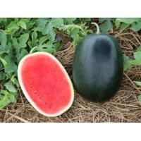 ราคา เมล็ดพันธุ์ แตงโม ทัมอัพ 56 เมล็ด ลักษณะลูก ขนาดผล 3 5 กิโลกรัม ผิวดำ มีลาย เนื้อแน่น สีแดง หวานกรอบ ตราเจียไต๋ (21973845726)