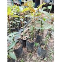 ราคา กระท่อมก้านแดง10ต้นแถม1 (18826947854)