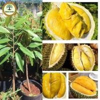 ราคา ต้นทุเรียนมูซังคิง ราชาแห่งทุเรียน ให้ผลผลิตสูง ปลูกง่าย ต้นเสียบยอดมีความสูง 60 80 ซม (21903662259)