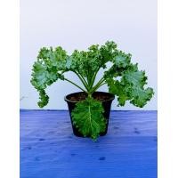 ราคา ปูเล่ ต้น เคลวอเตอร์เครส ผักกินใบ ผักเพื่อสุขภาพ ทานได้ทั้งสด และแบบปรุงสุก (21595944427)