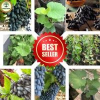 ราคา องุ่นดำนิ้วแม่มดจากออสเตรเลีย ต้นกล้าเสียบยอดพันธุ์ดี องุ่น ความสูง 60 80ซม (22042237962)