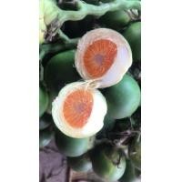 ราคา หมากสด กิโลละ หมากสด ใกล้ฉัน หมากสดสั่งไปฝากคุณยายได้จ้าา (21991849037)