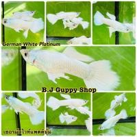 ราคา ปลาหางนกยูง เยอรมันไวท์ แถม อาหารปลาหางนกยูง ไฮเกรด ทุกกล่อง (21472896971)