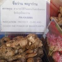 ราคา 2 เหง้า ว่านพญาว่าน พญาว่าน เป็นสุดยอดของบรรดาว่านทุกชนิด (9107870934)