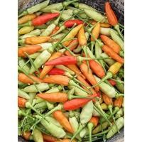 ราคา ซื้อ3แถม1 เมล็ดพันธุ์พริกกะเหรียงกาญจนบุรี ดกมาก พริกส้มสั้น ซอง200เมล็ด ซอง อัตราการงอก 90 ปลูกครั้งเดียวเก็บได้1 2 ปี (21788116124)