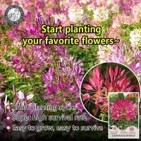 ราคา ปลูกง่าย 6เมล็ด ซอง ผักเสี้ยนฝรั่งคละสี Mixcolor Cleome Spinosa Seeds Flower Seeds เมล็ดพันธุ์ดอกไม้ ไม้ประดับ บอนไซ ต้นไม้ ต้นไม้ฟอกอากาศ พันธุ์ดอกไม้ ดอกไม้ปลูก แต่งบ้านและสวน ปลูกง่าย อัตรางอกสูง ท