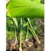 ราคา Alisa ต้นว่านพะตะบะ ต้นไม้ตาย ระหว่างขนส่งเคลมฟรี ว่านพะตะบะ ต้นไม้ตาย ระหว่างขนส่ง เคลมฟรี (18928675203)