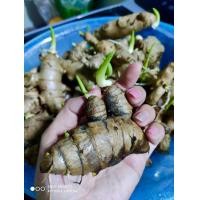 ราคา ว่านพะตะบะ ขึ้นแล้ว100 (7796125293)