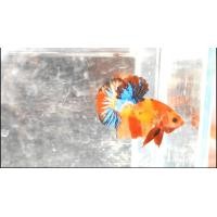 ราคา ปลากัดสวยงาม ถูกๆ มัลติ นีโม่ กาแลคซี่ ส่งฟรี (21353026987)