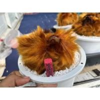 ราคา ว่านลูกไก่ทอง Cibotium barometz ส่งทั้งกระถาง (21780927545)