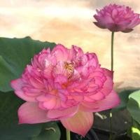 ราคา 10 เมล็ด ดอกบัว บัวสวยงาม Lotus Seeds สายพันธุ์ Super Excellent (21166713728)