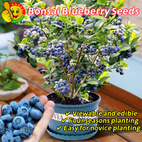 ราคา รับประกันสายพันธุ์แท้ 100 30 เมล็ด เมล็ดพันธุ์บลูเบอร์รี่ Blueberry Seeds for Planting Bonsai Blueberry Seeds Blueberry Fruit Seeds บลูเบอร์รี่ เมล็ดพันธุ์ผลไม้ ต้นไม้ผลกินได้ เมล็ดบอนสี ต้นไม้มงคลสวย