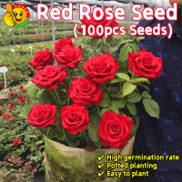 ราคา ปลูกง่าย ปลูกได้ทั่วไทย 100เมล็ด ซอง เมล็ดพันธุ์ กุหลาบเลื้อย กุหลาบ สีแดง Fragrant Red Rose Seeds for Planting Japanese Roses Plants Seeds เมล็ดพันธุ์แท้ กุหลาบหิน เมล็ดบอนสีสวยๆ บอลสีชนิดต่างๆ เมล็ด
