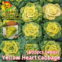 ราคา ปลูกง่าย ปลูกได้ทั่วไทย ผักกาดขาวปลี เมล็ดพันธุ์ 600เมล็ด ซอง ทนร้อน Yellow Heart Chinese Cabbage Seeds for Planting Vegetable Seeds เมล็ดผักกาดขาวจีน เมล็ดผัก ผักออร์แกนิก เมล็ดพันธุ์ผัก เมล็ดผัก เมล