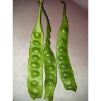 ราคา สะตอสดขายเป็นฝัก สะตอใต้ฝักเดียวกะขายจ้า (20102473476)