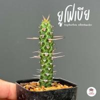 ราคา ยูโฟเบีย Euphorbia ellenbeckii แคคตัส กระบองเพชร cactus succulent (14464378086)