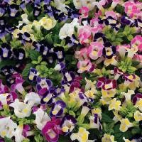 ราคา 100 เมล็ด ดอกแววมยุรา ดอกไม้ทานได้ แววมยุรา ทอรีเนีย Torenia สายพันธุ์ F1 hybrids (21994732549)