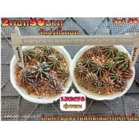 ราคา จัดเซ็ต 6 กระถาง 50 บาท และ 3กระถาง 50 บาท จัดส่งทั้งกระถาง ต้นกระบองเพชร ต้นแคคตัส แคคตัส กระบองเพชร (21997465613)