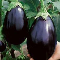 ราคา 50 เมล็ด มะเขือ มะเขือขื่น มะเขือเสวย มะเขือขันคำ เมล็ดพันธุ์แท้ Non GMO Eggplant Seeds มะเขือม่วงยักษ์ (21784299514)