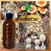 ราคา เชื้อเห็ดป่ารวม เห็ดเผาะ เห็ดระโงก เห็ดตะไคล 600 มล เชื้อใหม่ เชื้อสด เชื้อเห็ดป่า (21957676319)