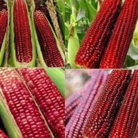 ราคา เมล็ดพันธุ์ ข้าวโพดข้าวเหนียวหวาน มณีแดง สีแดง จำนวน 30 35 เมล็ด พร้อมส่ง เหนียวนุ่ม รสชาติหวานข้าวโพดข้าวเหนียวหวาน มณีแดง เมล็ดพันธุ์ผัก (21905227000)