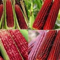 ราคา เมล็ดพันธุ์ ข้าวโพดข้าวเหนียวหวาน มณีแดง สีแดง จำนวน 30 35 เมล็ด พร้อมส่ง เหนียวนุ่ม รสชาติหวานข้าวโพดข้าวเหนียวหวาน มณีแดง เมล็ดพันธุ์ผัก (21905508019)