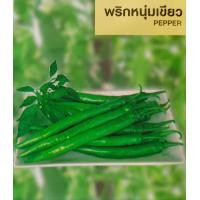 ราคา พริก พันธุ์พริก รวมพริก พริกขี้หนูสวน พริกจินดา พริกหนุ่ม พริกชี้ฟ้า พริกหยวก พริกกะเหรี่ยง พริกหวาน (20960781996)