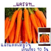 ราคา 300 เมล็ด เมล็ดพันธุ์ แครอท สีส้ม (21956459155)