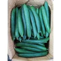 ราคา สดใหม่จากสวน แตงกวาญี่ปุ่น แตงกวาญี่ปุ่นสด Japanese cucumber 1kg ราคาส่ง ราคาถูก (21030286906)