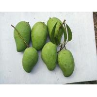 ราคา มะม่วงโชคอนันต์ใหม่สดจากสวนทุกวัน ราคาสุดพิเศษ (14317066908)