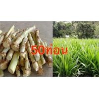 ราคา หญ้าหวานอิสราเอล ท่อนละ0 50บาท (20294645253)