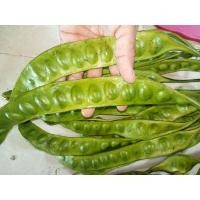 ราคา สะตอสดขายเป็นฝัก สะตอใต้ฝักเดียวกะขายจ้า (22043309015)