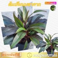 ราคา ต้นเทียนมหาลาภ กระถาง 3 นิ้ว ไม้มงคล (21554086788)