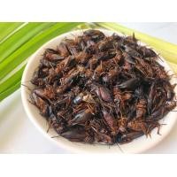 ราคา ขายดี จิ้งหรีดไข่แน่นๆ จิ้งหรีดต้มสุกแช่แข็ง 1 kg จิ้งหรีด ต้มแล้ว เกรดAไข่แน่นคัดพิเศษๆ ฟรีลังโฟมครับ (21900469509)