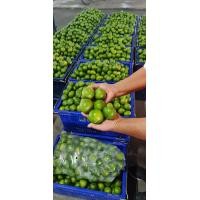 ราคา มะนาวแป้นรำไพเพชรบุรี เปลือกบาง น้ำเยอะ ขนาดกลาง เบอร์500 100ลูก (9230972404)