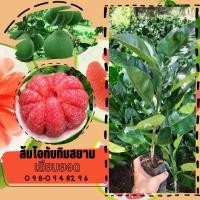 ราคา ต้นส้มโอทับทิมสยาม เสียบยอด ความสูง 40 60ซม (22020039553)