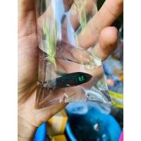 ราคา ป่าใต้ลูกช้อน1คู่ ชุดกัดลูกทุ่ง (20214356213)