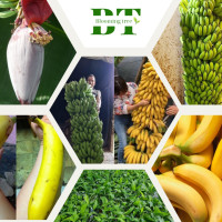 ราคา ต้นกล้วยยักษ์อินโด ต้นเพาะเลี้ยงเนื้อเยื่อ พันธุ์กล้วยให้ผลขนาดใหญ่ มีรสชาติหอมอร่อย (21894587205)