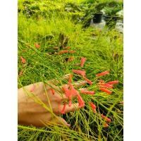 ราคา ต้นประทัดจีน ประทัดแตก ประทัดฝรั่ง ประทัดเล็ก ส่งพร้อมกระถาง 10 Coral plant Coralblow Firecracker plant Fountain plant ดอกสีแดง ไม้ดอก ไม้มงคล ต้นไม้ฟอกอากทศ ต้นแข็งแรงพร้อมปลูก ครับ (21785057874)