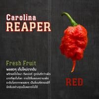 ราคา พริกสด Carolina reaper พริกเผ็ดที่สุดในโลก ผลสด ผลใหญ่ เก็บสดใหม่ทุกผล มีขนาดผลให้เลือก (22008283090)