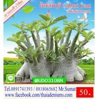 ราคา ขายเมล็ดชวนชม เมล็ดสำหรับการเพาะพันธุ์ ได้แก่เม็ดชวนชมอาราบิคั่ม เมล็ดชวนชมไทยโซโค เมล็ดชวนชมยักษ์ญี่ปุ่น เมล็ดชวนชมฮอลแลนด์ เมล็ดชวนชมยักษ์ซาอุ (2756312919)