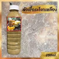 ราคา เชื้อเห็ดระโงกเหลือง เชื้อใหม่เข้มข้น เชื้อเห็ดป่า ขวด600ml เชื้อสด พร้อมวิธีปลูก (22042965960)