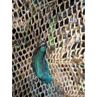 ราคา ช้อนมาใหม่ ปลากัดธรรมชาติ ปลากัดถูก ปลากัดลูกทุ่งช้อนแท้100 สีเขียว ตัวใหญ่ ส่งด่วน รับประกันสินค้า100 (22060920444)