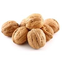 ราคา walnuts วอลนัท 5 ลูก แทะลับฟัน สำหรับสัตว์ฟันแทะ กระรอก ชูก้า ชูการ์ไกรเดอร์ นก หนู (16492050860)